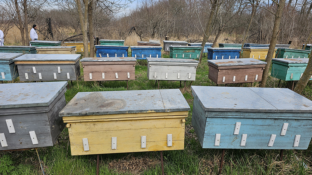 VS-Photograph_20240330_DRI_Ukraine_Beekeepers_AlexeyChupilka_006_©GGC copy
